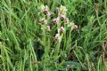 Ophrys umbilicata