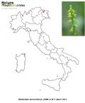 Herminium monorchis (mappa distribuzione)