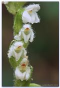Goodyera repens