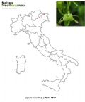 Liparis loeselii (mappa distribuzione)