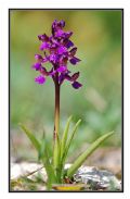 Anacamptis morio