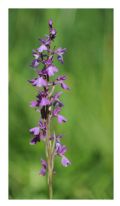 Anacamptis palustris