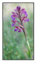 Anacamptis papilionacea