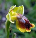 Ophrys archimedea