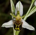 Ophrys apifera