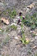 Ophrys bertolonii subsp. bertoloniiformis