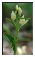 Cephalanthera damasonium