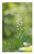 Cephalanthera longifolia