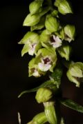 Epipactis pontica