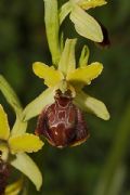 Ophrys tarquinia