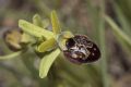 Ophrys argentaria