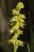 Herminium monorchis