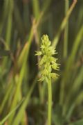 Herminium monorchis