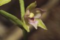 Epipactis placentina