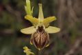 Ophrys tarquinia