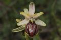 Ophrys tarquinia