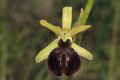 Ophrys passionis subsp. majellensis