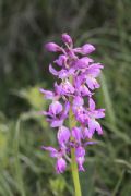 Orchis xpenzigiana