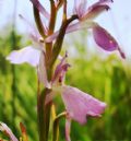 Anacamptis palustris