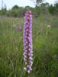 Gymnadenia odoratissima