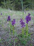 Anacamptis morio