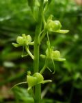 Liparis loeselii