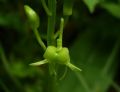 Liparis loeselii