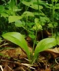 Liparis loeselii
