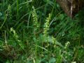 Herminium monorchis