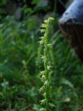 Herminium monorchis