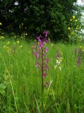 Anacamptis laxiflora