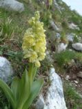 Orchis pallens