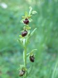 Ophrys sphegodes