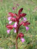 Anacamptis papilionacea