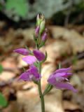 Cephalanthera rubra