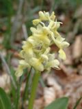 Orchis pallens