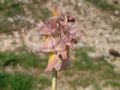 Orchis xcolemanii