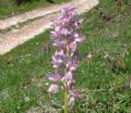 Orchis xcolemanii