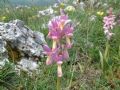 Orchis xcolemanii