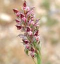 Anacamptis coriophora