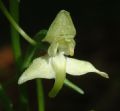 Platanthera chlorantha