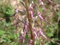 Himantoglossum adriaticum