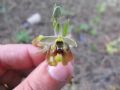 Ophrys biancae