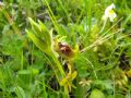 Ophrys biancae