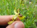 Ophrys biancae