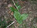 Orchis purpurea