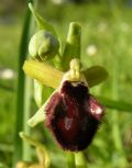 Ophrys promontorii