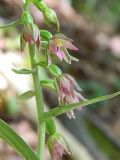 Epipactis placentina
