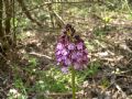 Orchis purpurea