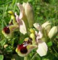 Ophrys tenthredinifera